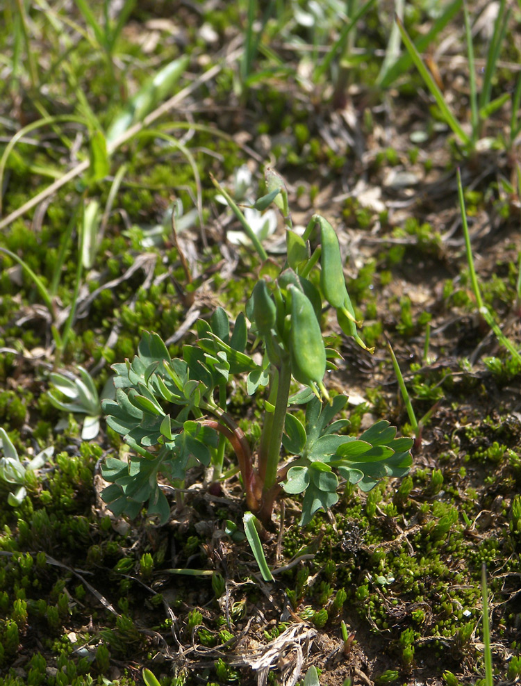 Image of Corydalis conorhiza specimen.