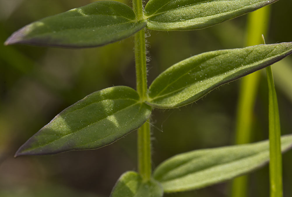 Image of Polemonium caeruleum specimen.