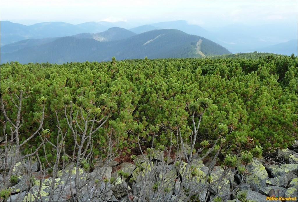 Изображение особи Pinus mugo.