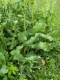 Rumex confertus