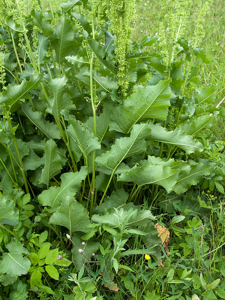 Image of Rumex confertus specimen.