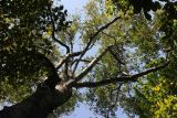 Betula platyphylla