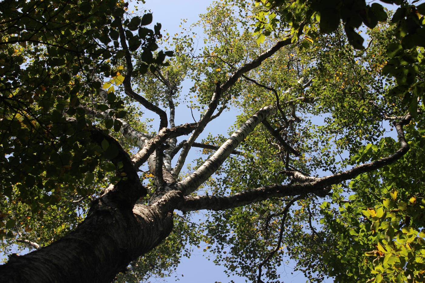 Изображение особи Betula platyphylla.