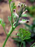 Fumaria officinalis. Верхушка цветущего растения. Свердловская обл., г. Екатеринбург, пос. Шабровский, дачный участок. 10.08.2016.