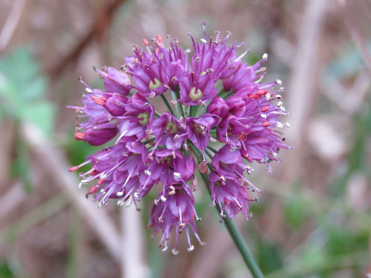 Image of Allium thunbergii specimen.