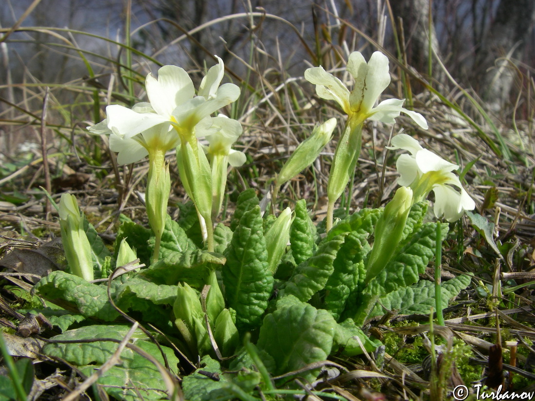 Изображение особи Primula vulgaris.