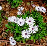Dimorphotheca ecklonis