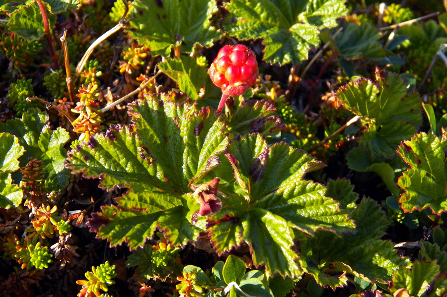Image of Rubus chamaemorus specimen.