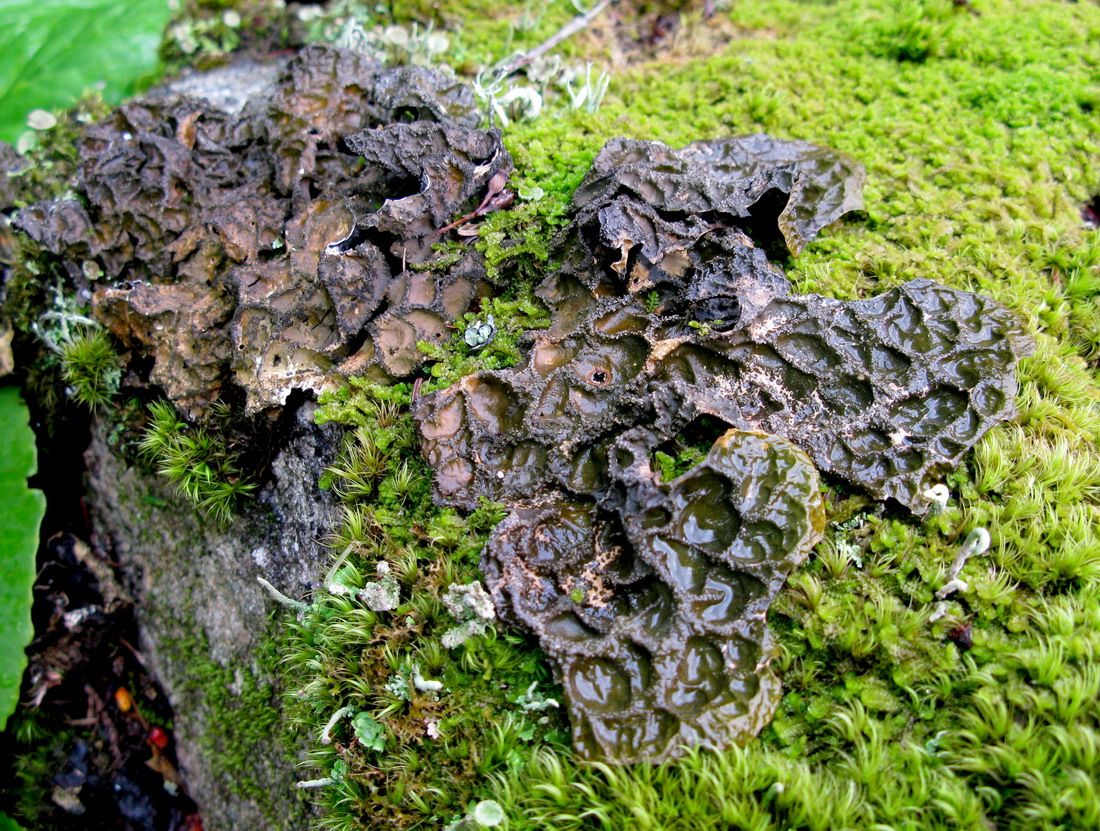 Image of Lobaria retigera specimen.