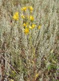 Senecio borysthenicus