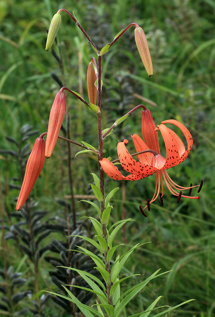 Изображение особи Lilium lancifolium.