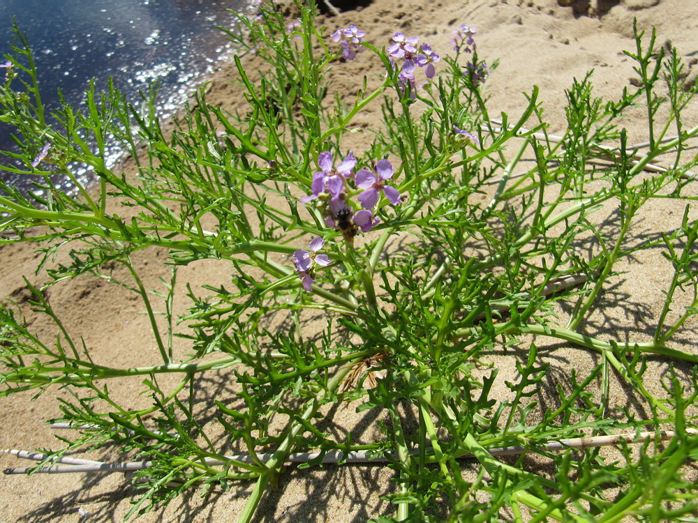 Image of Cakile baltica specimen.