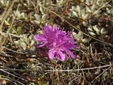 Rhododendron lapponicum. Верхушка побега с цветками. Магаданская обл., Ольский р-н, Ольское побережье, окр. мыса Нюкля, кустарниковая тундра. 05.06.2016.