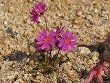 Primula cuneifolia. Цветущие растения. Магаданская обл., Ольский р-н, бассейн р. Окса, на щебнистой сопке. 04.06.2012.