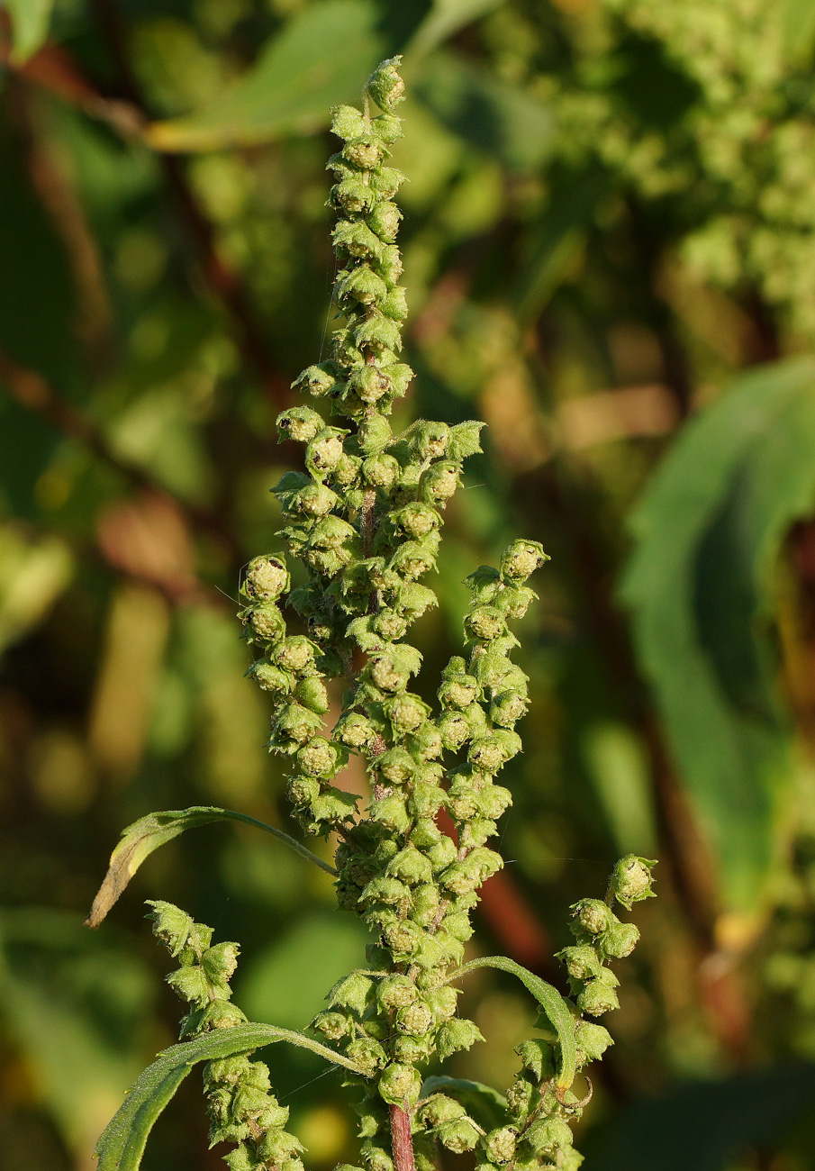 Image of Cyclachaena xanthiifolia specimen.