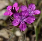 Dianthus