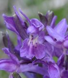 Dactylorhiza sambucina