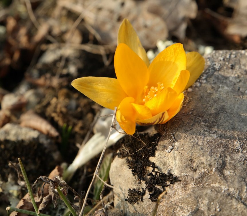 Изображение особи Crocus angustifolius.