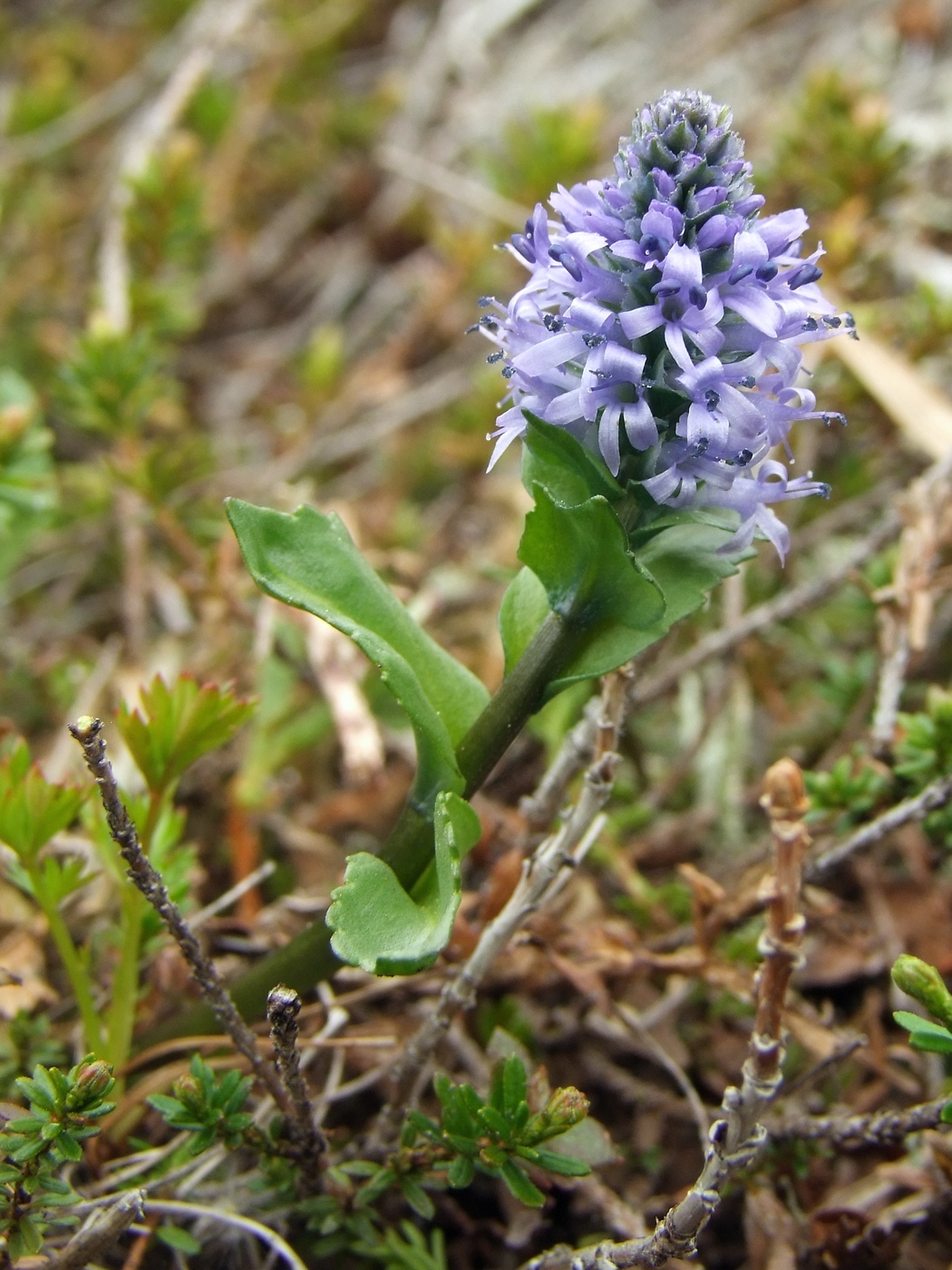 Image of Lagotis minor specimen.