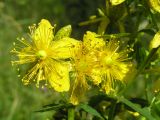 Hypericum maculatum