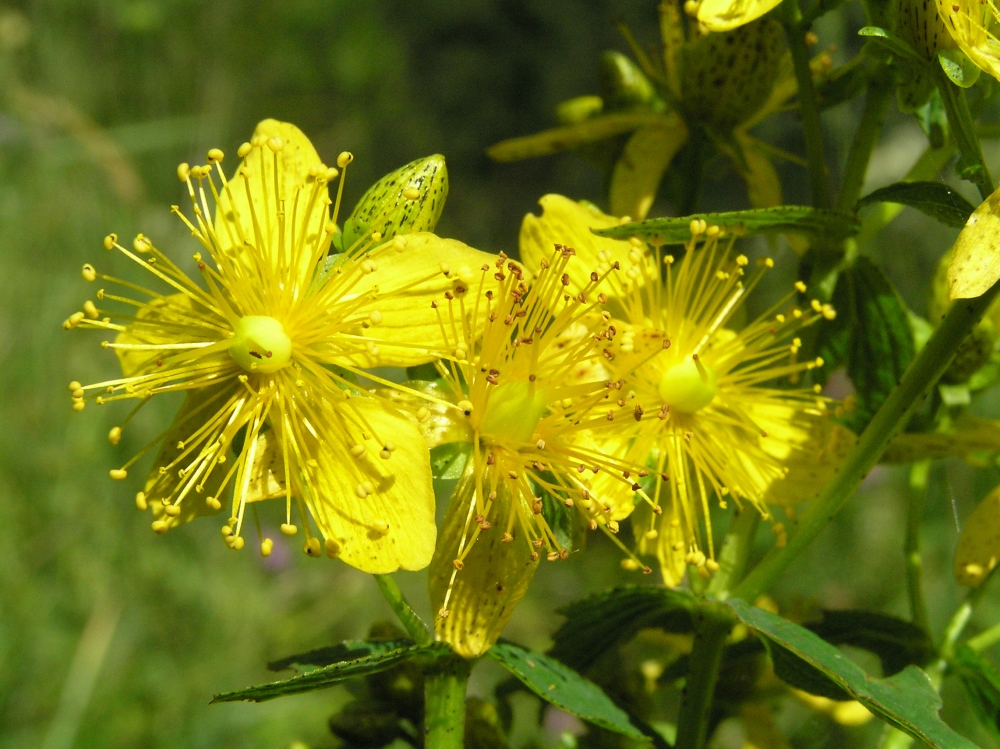 Изображение особи Hypericum maculatum.