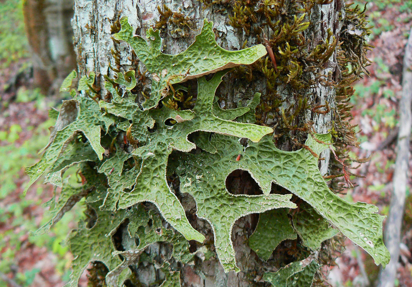 Изображение особи Lobaria pulmonaria.