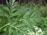 Pleurospermum uralense