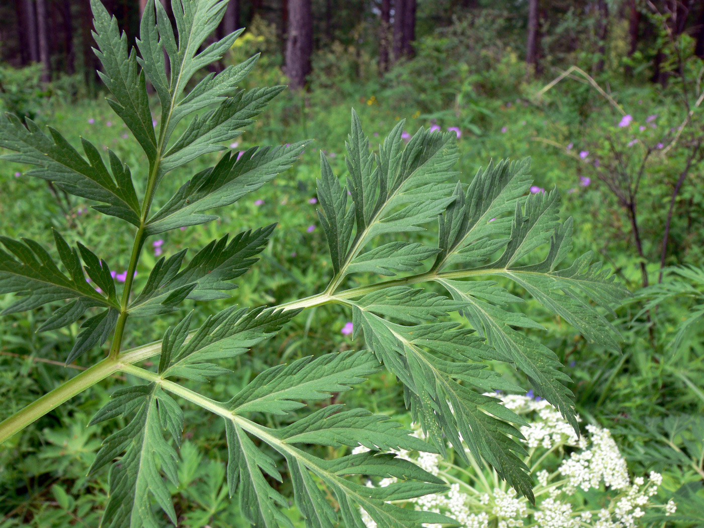 Изображение особи Pleurospermum uralense.