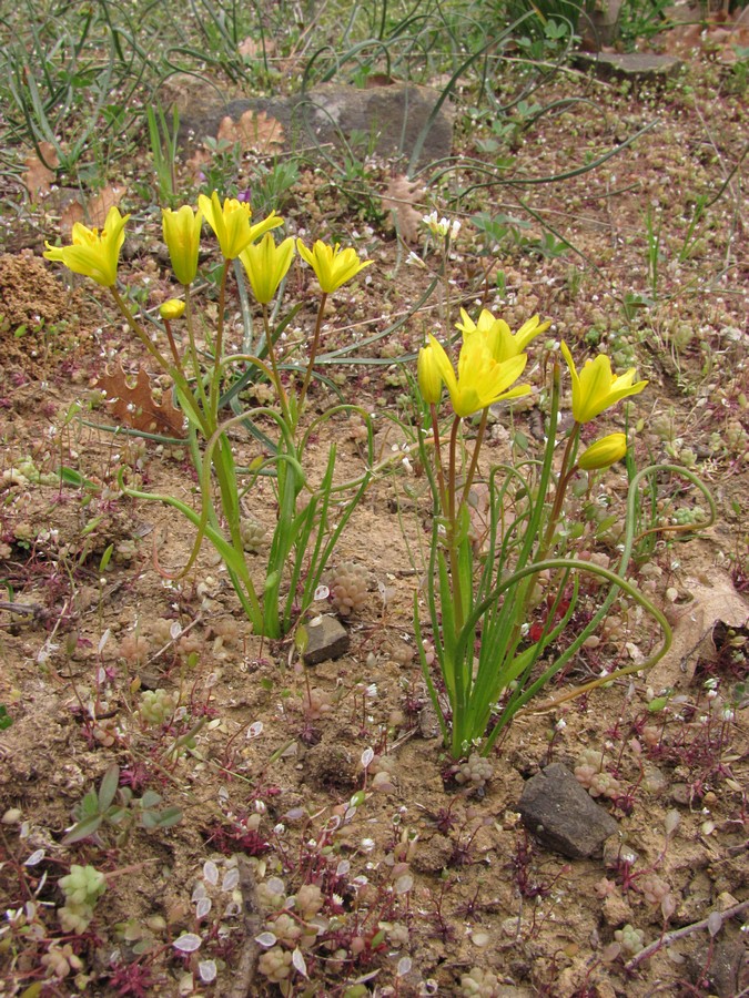 Изображение особи Gagea chrysantha.