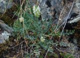 Astragalus lupulinus. Цветущее растение. Иркутская обл., озеро Байкал, Малое Море, бухта Базарная, каменистый склон. 22.07.2011.