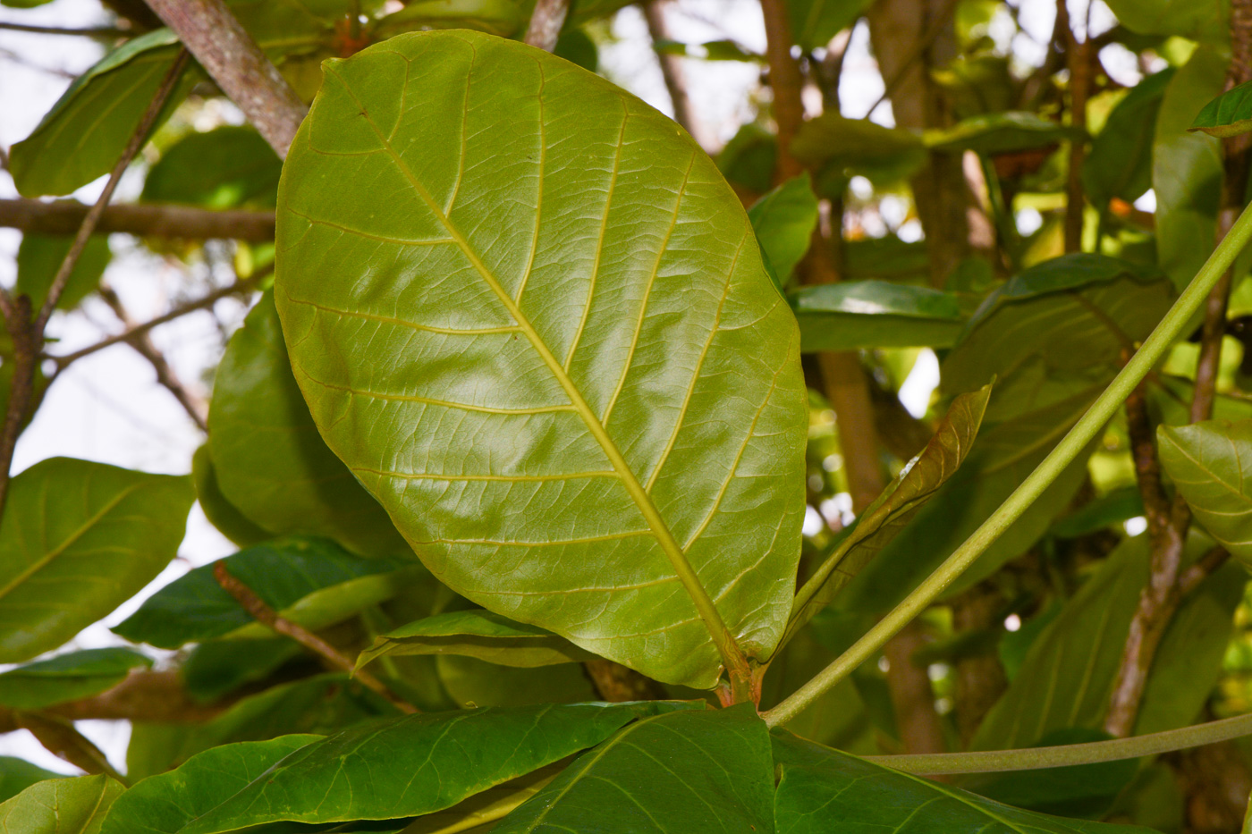 Изображение особи Guettarda speciosa.