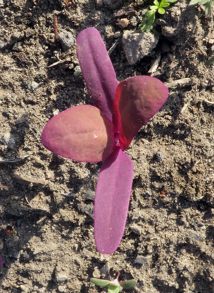 Image of Atriplex hortensis specimen.