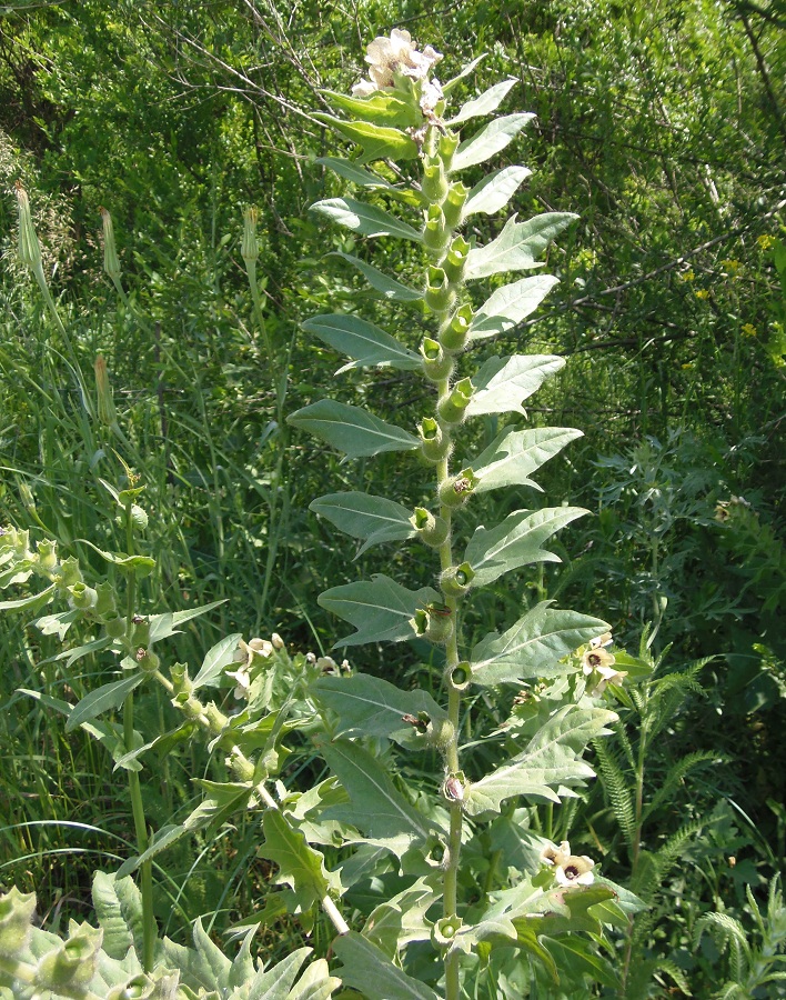 Изображение особи Hyoscyamus niger.