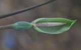 Alocasia acuminata. Соцветие. Китай, Гуанси-Чжуанский автономный р-н, берег канала, окр. деревни Мингши. 6 марта 2016 г.