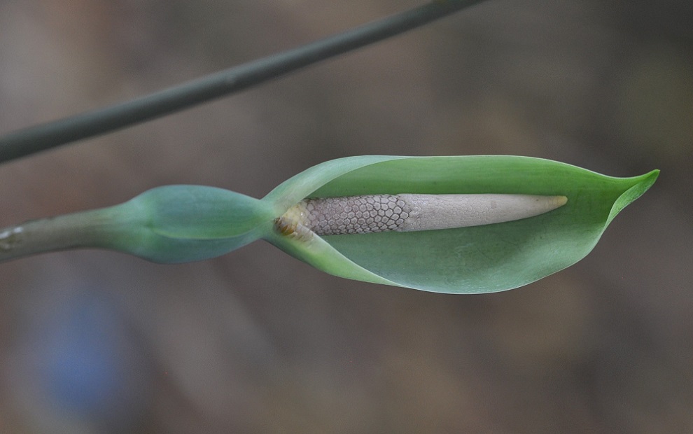 Изображение особи Alocasia acuminata.