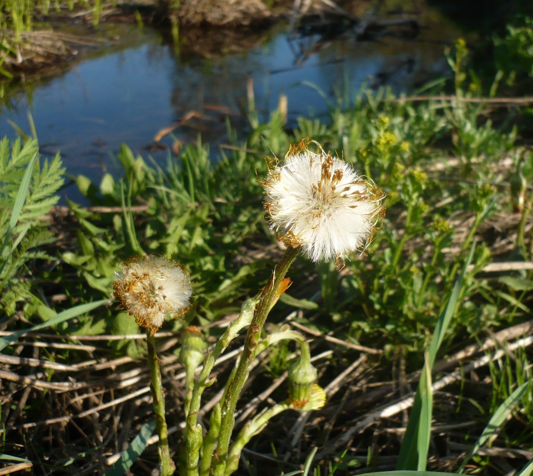 Image of Tussilago farfara specimen.