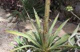 Agave desmetiana. Прикорневая розетка листьев с основанием цветоноса. Израиль, Эйн-Геди, ботсад, в культуре. 19.03.2014.