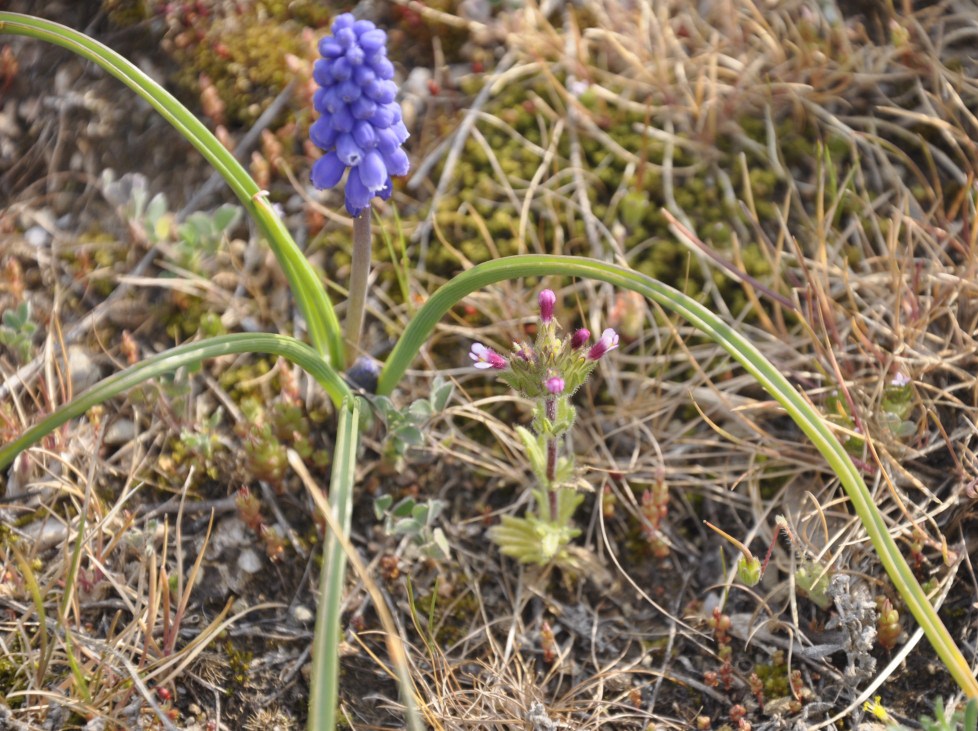 Изображение особи Muscari armeniacum.