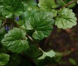 Glechoma hederacea