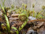 род Athyrium