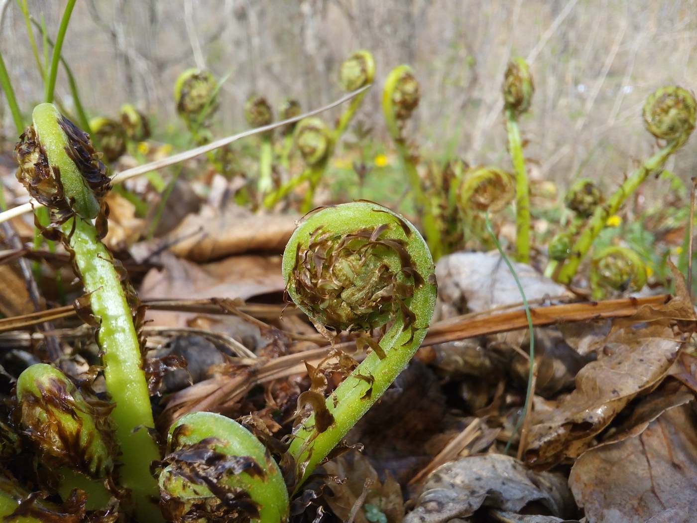 Изображение особи род Athyrium.