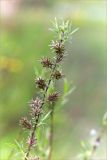 Salix rosmarinifolia