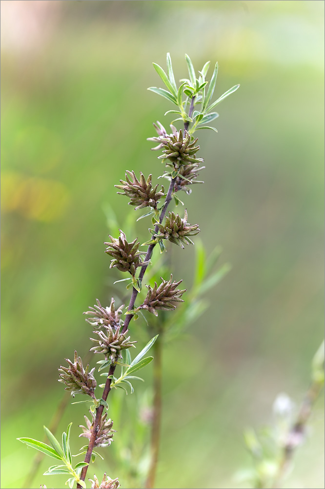 Image of Salix rosmarinifolia specimen.