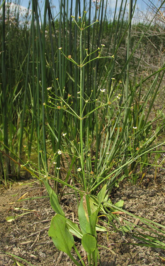 Image of Alisma lanceolatum specimen.