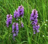 Dactylorhiza baltica. Верхушки побегов с соцветиями. Московская обл., Одинцовский р-н, г. Кубинка, понижение у полотна Большого кольца МЖД. 02.07.2017.