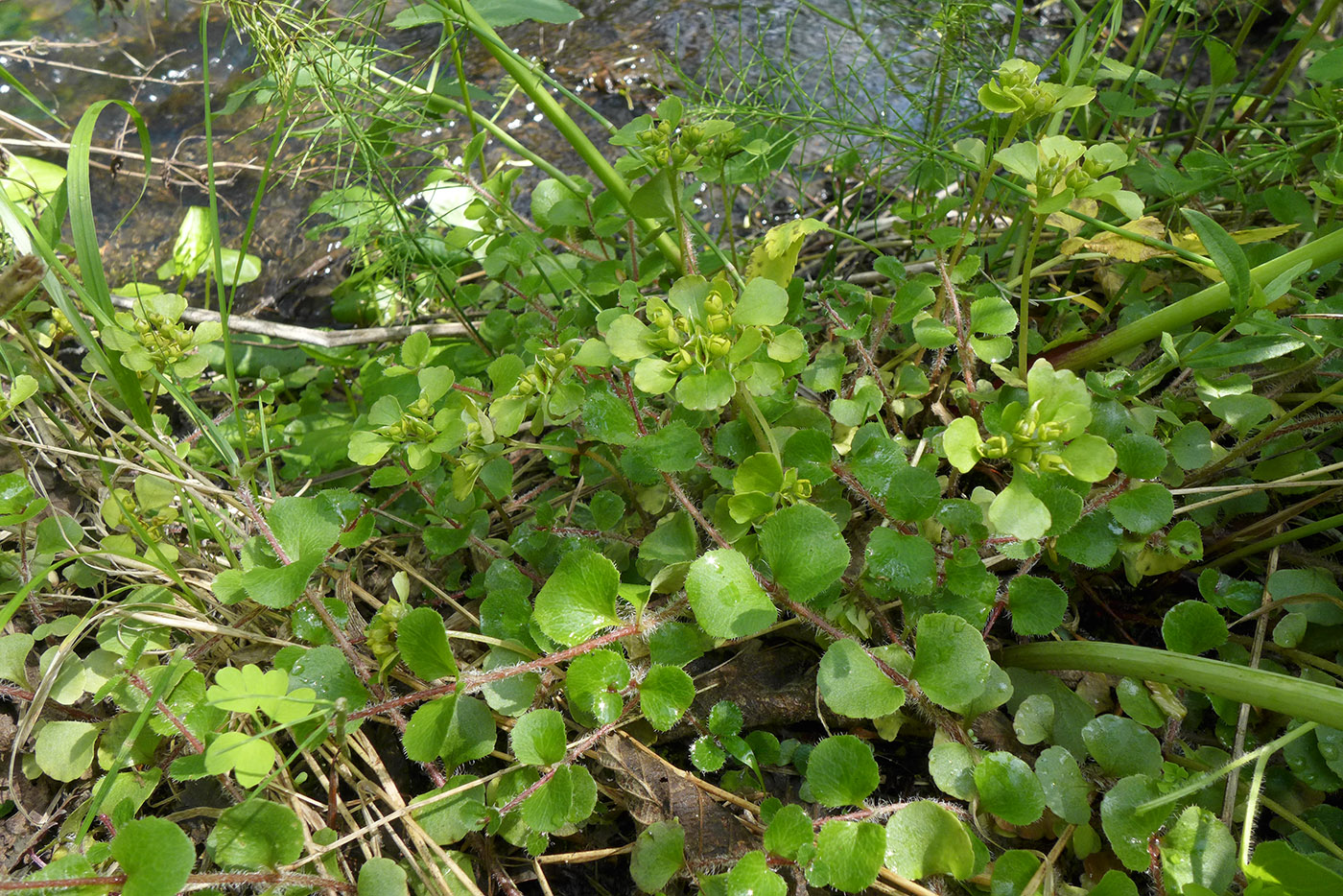 Image of Chrysosplenium woroschilovii specimen.