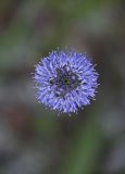 Jasione montana