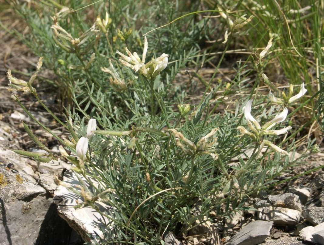 Image of Astragalus karelinianus specimen.