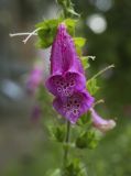 Digitalis purpurea. Цветки. Пермский край, г. Пермь, Кировский р-н, газон у дома, в культуре. 25.07.2017.