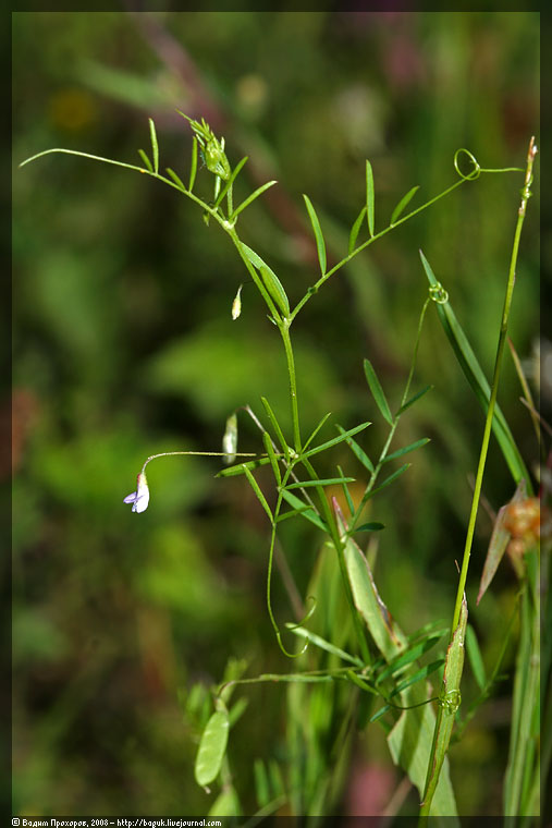 Изображение особи Vicia tetrasperma.